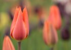 Průhonice 2017 - tulipány : tulipán