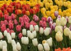 Průhonice 2017 - tulipány : tulipán