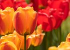 Průhonice 2017 - tulipány : tulipán