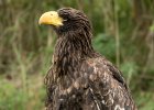 Zoo Liberec : _moje, bečka, bečka s dětma, pták, zoo