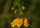 Botanická zahrada Troja  skleník Fata Morgana